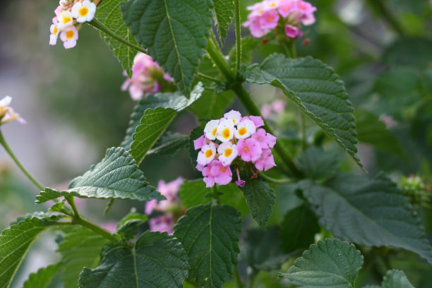 verbena