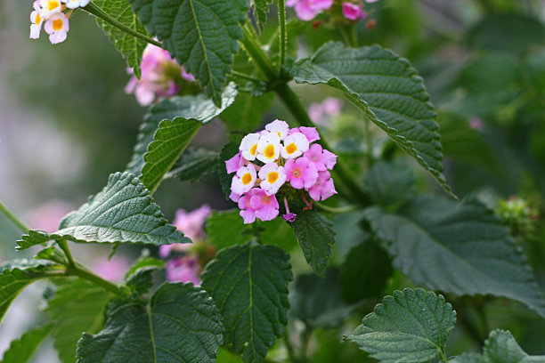 verbena
