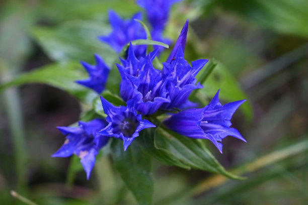 gentian