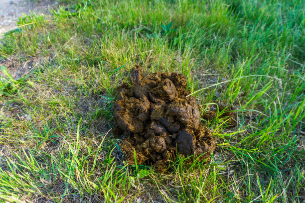 poo