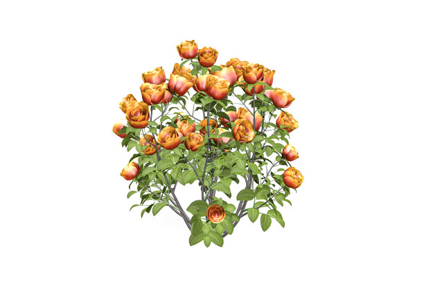 橘色婚礼效果图