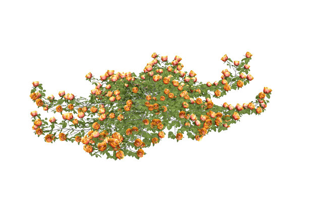 橘色婚礼效果图