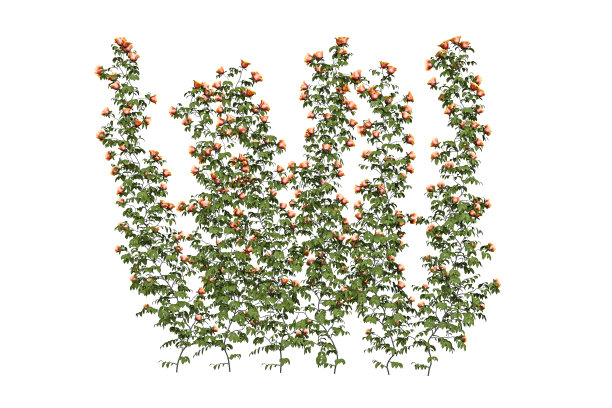 橘色婚礼效果图