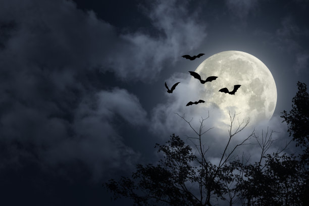 bat
