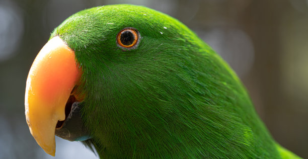 eclectus