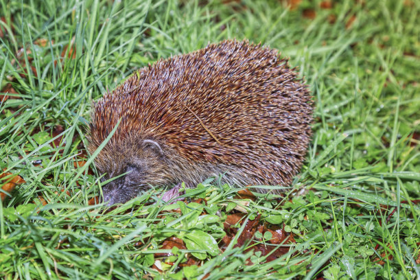 spiked