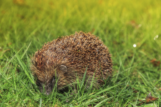 spiked