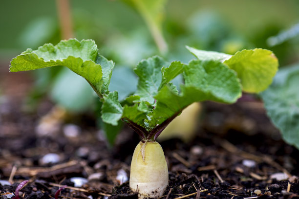 radishes