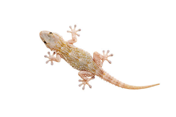 phelsuma