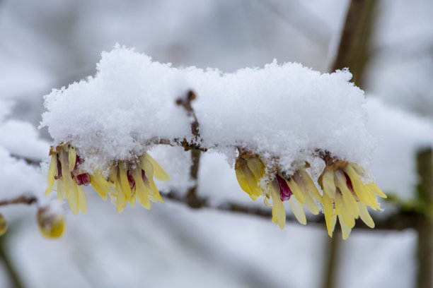 雪中蜡梅