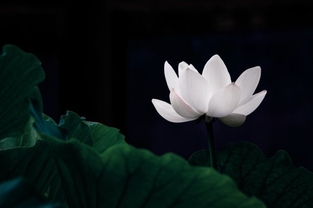 中国风花纹图案