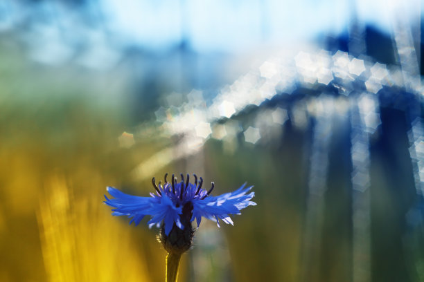 白昼,季节,夏天