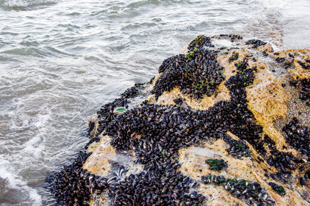 mussels