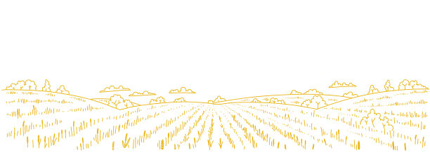 triticum