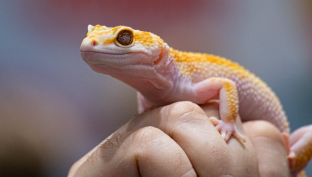 phelsuma