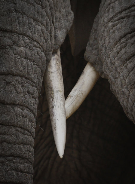 ivory
