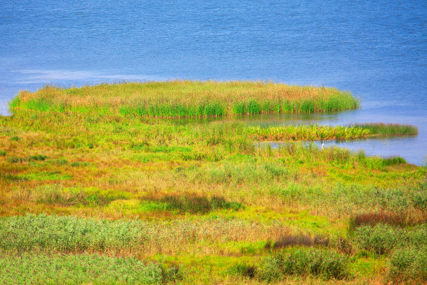 wetland