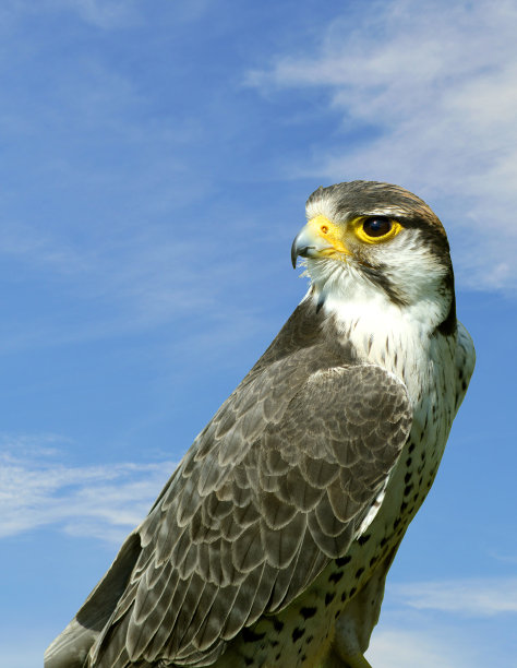 falcon