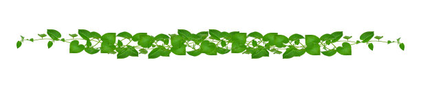 vitis