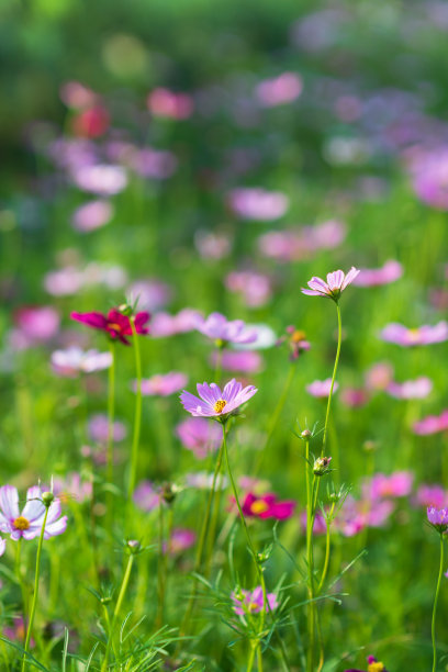 calliopsis