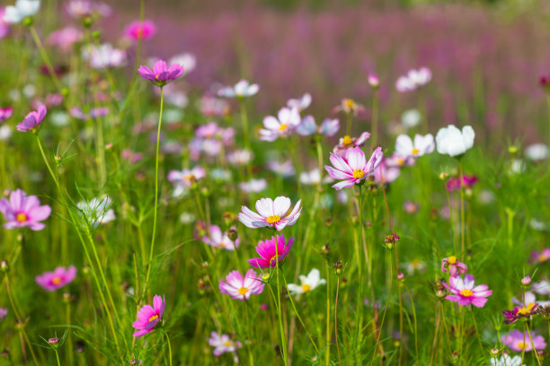 calliopsis