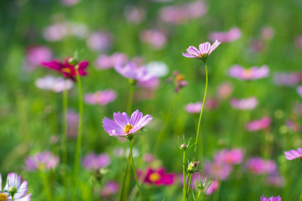 calliopsis