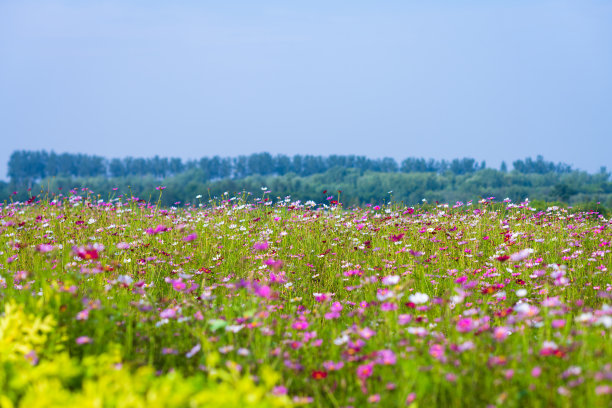 calliopsis