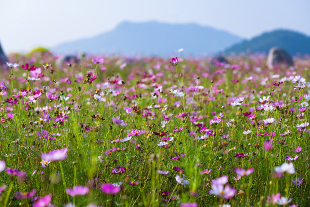 calliopsis