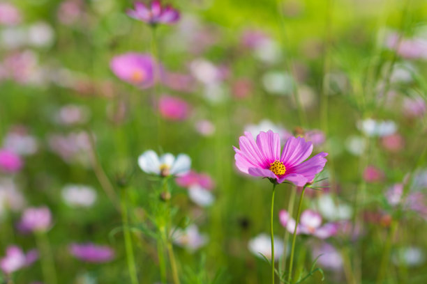 calliopsis
