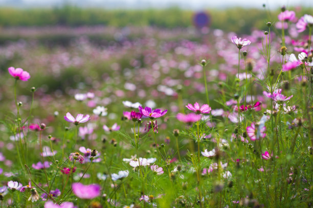 calliopsis