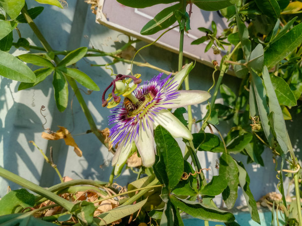 passiflora
