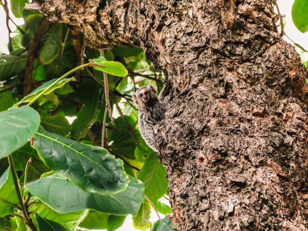 marmoset