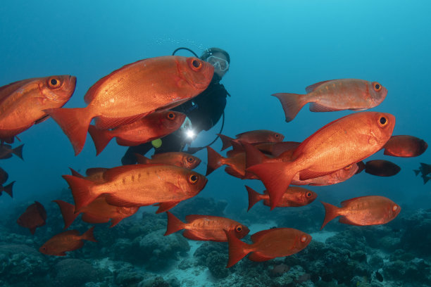 snapper