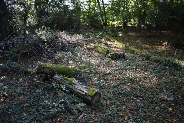 clearing