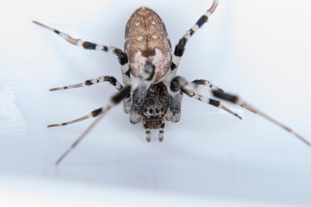 arachnid