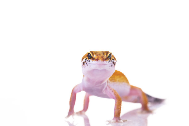 phelsuma