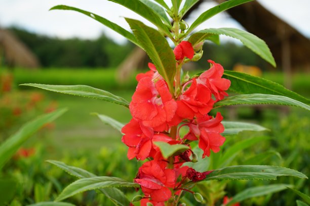 impatiens
