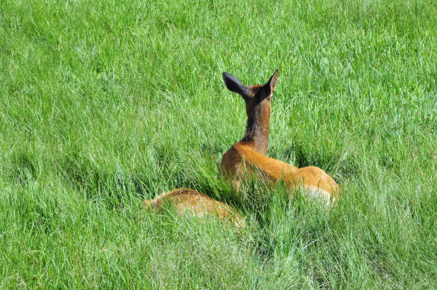 doe