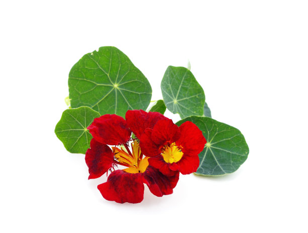 nasturtium
