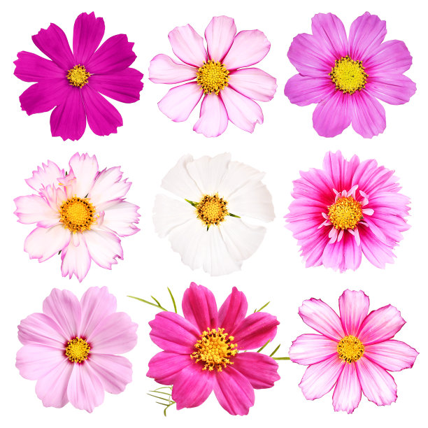 格桑花