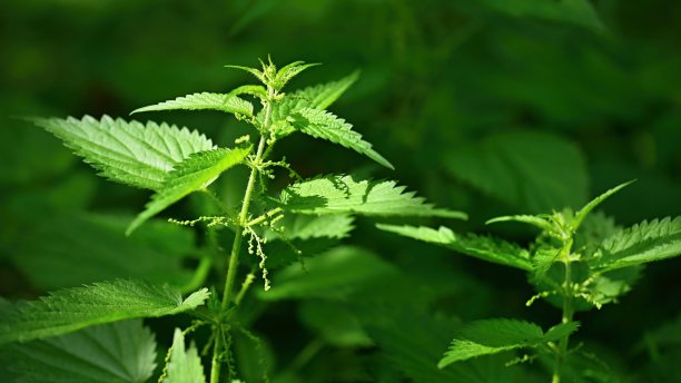 nettles