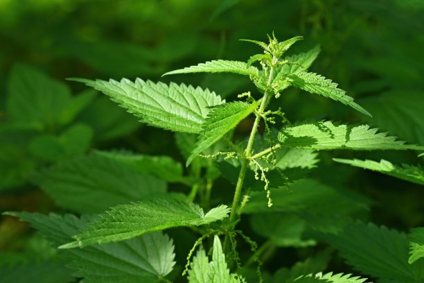 nettles