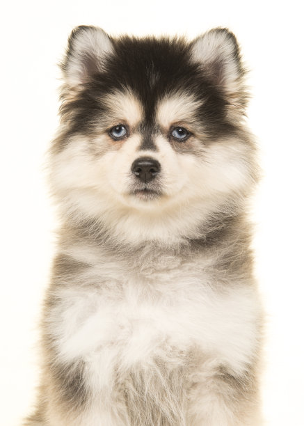 pedigree