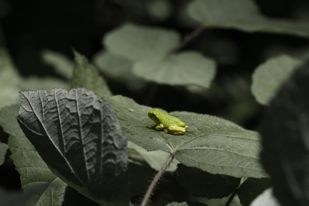 绿叶上静止的蛙