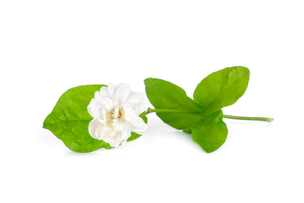 jasmine