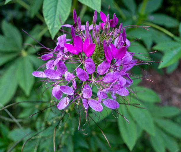 cleome