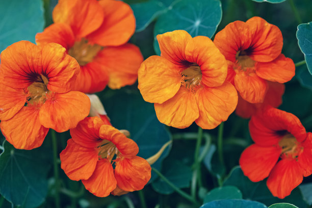 nasturtium