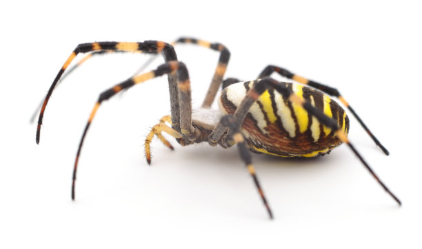 arachnid