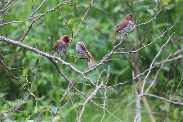 perched
