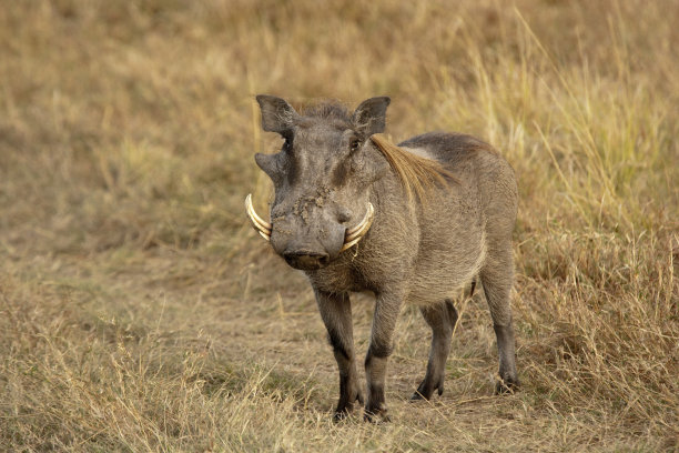 phacochoerus